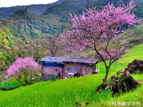 农村社会治理中的社区组织与志愿服务：构建和谐乡村的关键策略