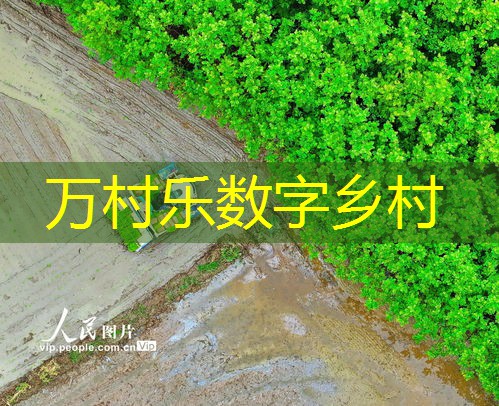 农业社会化服务体系全面解析：构建现代农业的关键步骤