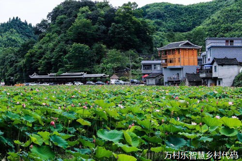 智慧农村数字党建创新：现状、挑战与未来路径