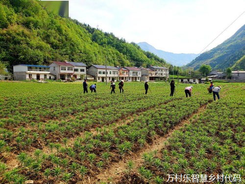 乡村振兴数字化之路：数字宽带服务的战略应用与产业升级