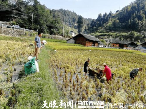 有力有序推进数字乡村建设